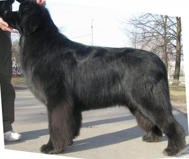 Фото: ньюфаундленд Старбимовлав Де Жа Вю