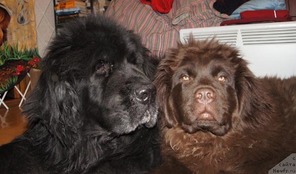 Фото: ньюфаундленд Fiamettahauz Behemoth at Ovatsia (Фиаметтахауз Бегемот эт Овация), ньюфаундленд Акватория Келвин Спирит зе Некст