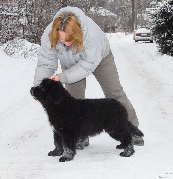 Фото: ньюфаундленд Сент Джонс Эклипс оф зе Мун