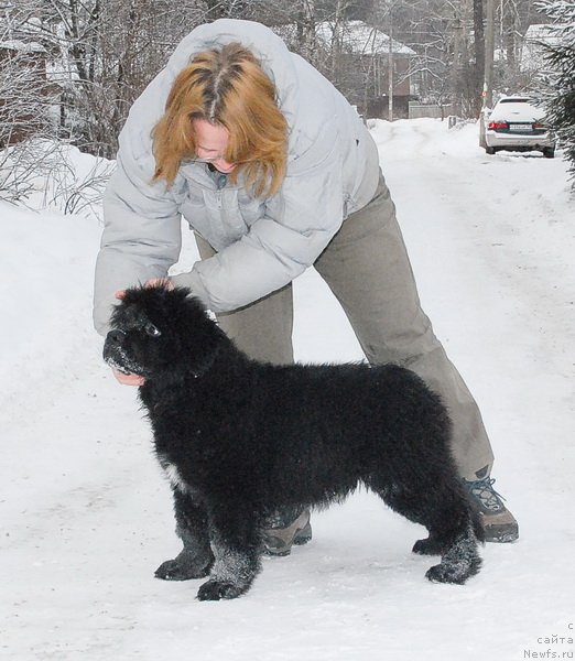 Фото: ньюфаундленд Сент Джонс Эклипс оф зе Мун