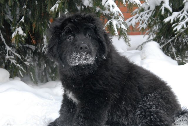Фото: ньюфаундленд Сент Джонс Эклипс оф зе Мун