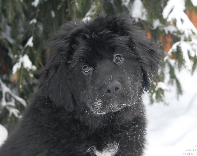 Фото: ньюфаундленд Сент Джонс Эклипс оф зе Мун