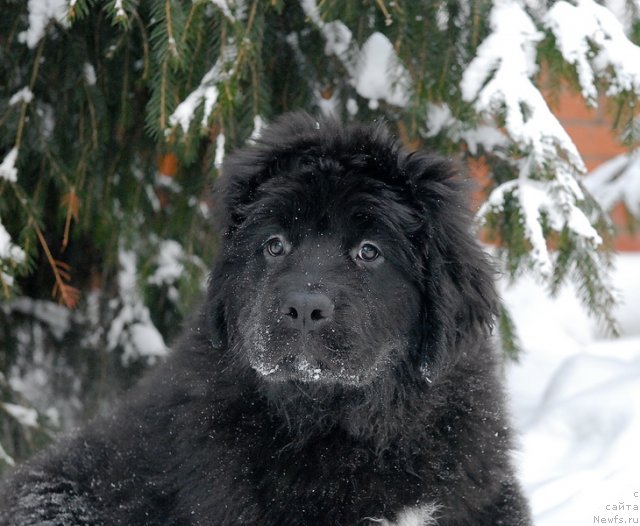 Фото: ньюфаундленд Сент Джонс Эклипс оф зе Мун