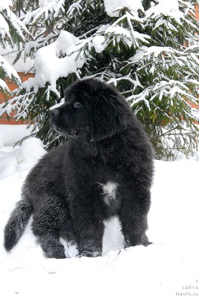 Фото: ньюфаундленд Сент Джонс Эклипс оф зе Мун