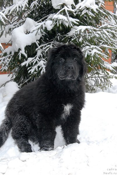 Фото: ньюфаундленд Сент Джонс Эклипс оф зе Мун