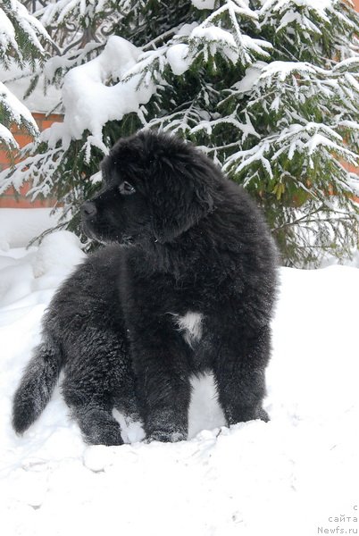 Фотография № 86568