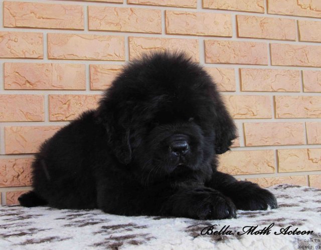 Фото: ньюфаундленд Бэлла Мосс Актеон