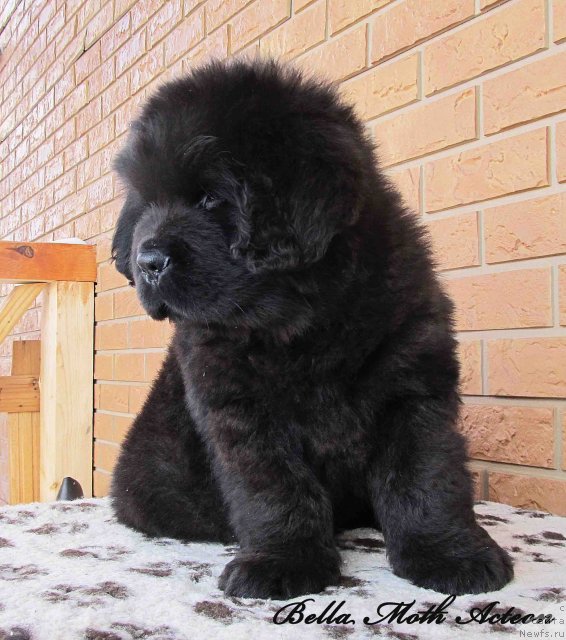 Фото: ньюфаундленд Бэлла Мосс Актеон