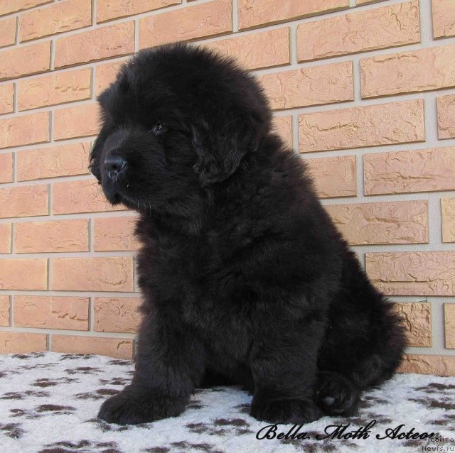 Фото: ньюфаундленд Бэлла Мосс Актеон