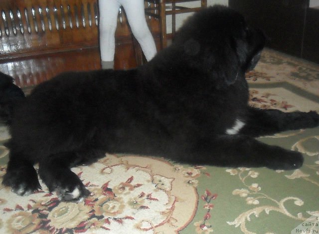Фото: ньюфаундленд Кара Аюлар Билли Бой (Kara Aular Billy Boy)