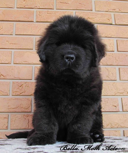 Фото: ньюфаундленд Бэлла Мосс Актеон