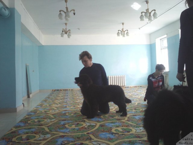 Фото: ньюфаундленд Сент Джонс Шарлотта