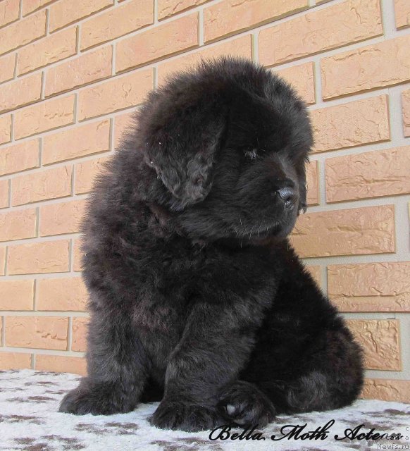 Фото: ньюфаундленд Бэлла Мосс Актеон