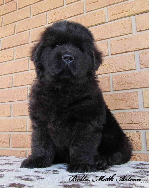 Фото: ньюфаундленд Бэлла Мосс Актеон