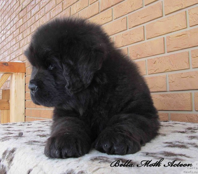 Фото: ньюфаундленд Бэлла Мосс Актеон