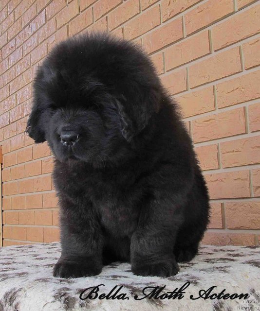 Фото: ньюфаундленд Бэлла Мосс Актеон