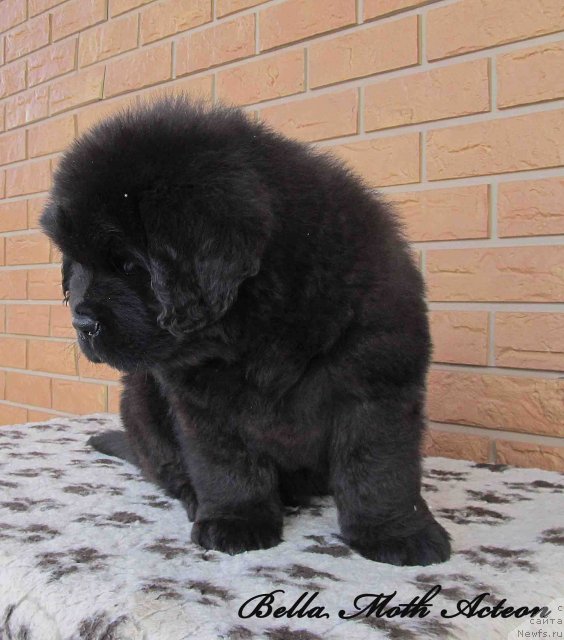 Фото: ньюфаундленд Бэлла Мосс Актеон