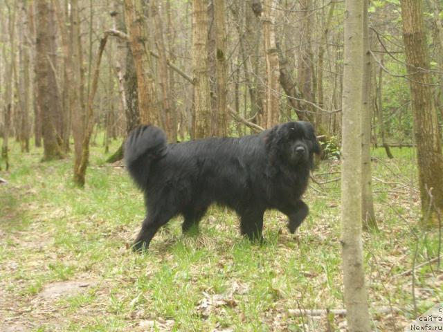 Фото: ньюфаундленд Смигар Пантиак Премиум