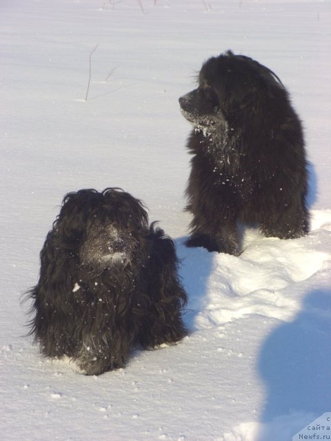 Фото: ньюфаундленд Барышня, Фрося