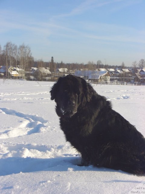 Фото: ньюфаундленд Лесная Сказка Лунная Соната