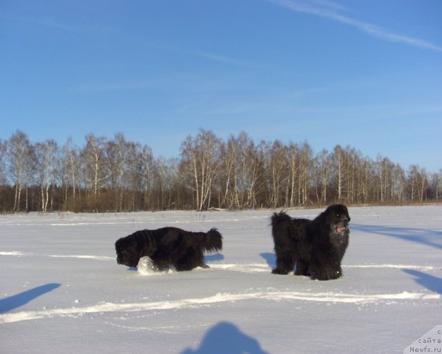 Фото: ньюфаундленд Акин Соул София, ньюфаундленд Барышня