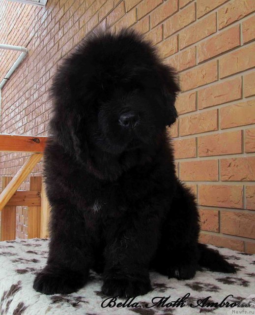 Фото: ньюфаундленд Бэлла Мосс Амброуз