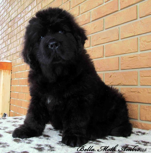 Фото: ньюфаундленд Бэлла Мосс Амброуз