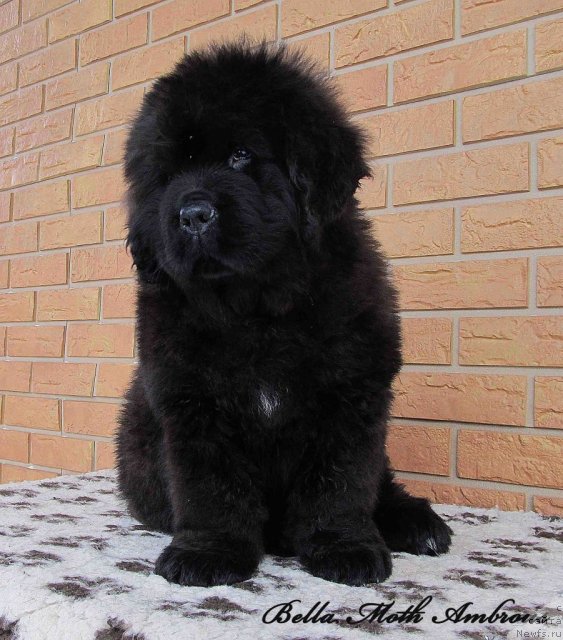 Фото: ньюфаундленд Бэлла Мосс Амброуз