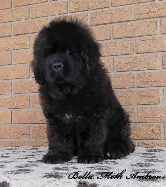 Фото: ньюфаундленд Бэлла Мосс Амброуз