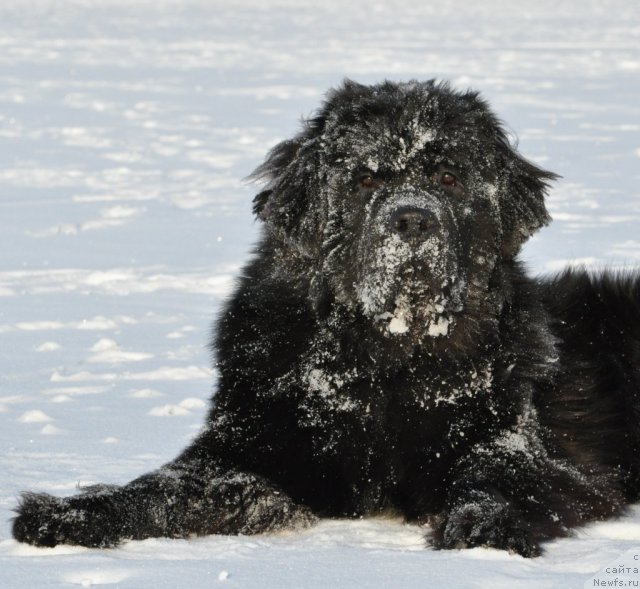 Фото: ньюфаундленд Бегущая по Волнам Зурбаган (Beguschaya po Volnam Zurbagan)