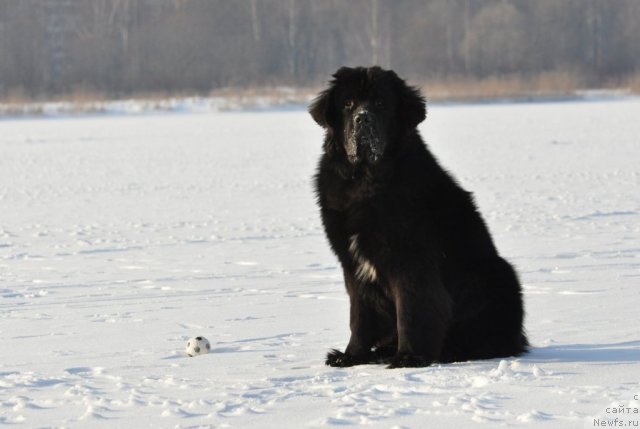 Фото: ньюфаундленд Бегущая по Волнам Зурбаган (Beguschaya po Volnam Zurbagan)