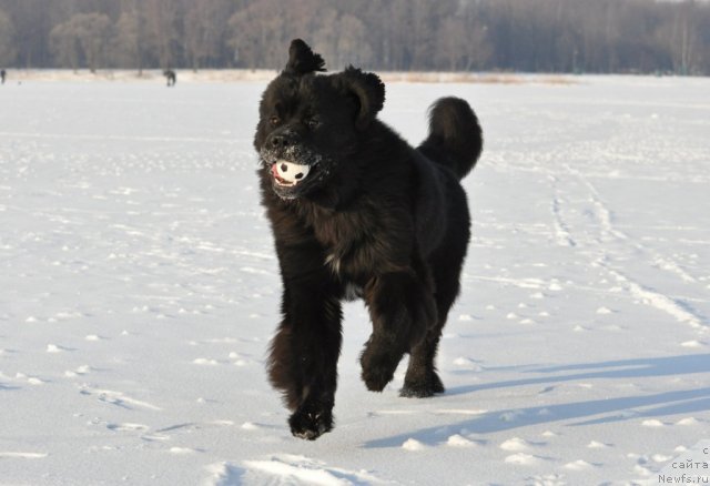 Фото: ньюфаундленд Бегущая по Волнам Зурбаган (Beguschaya po Volnam Zurbagan)