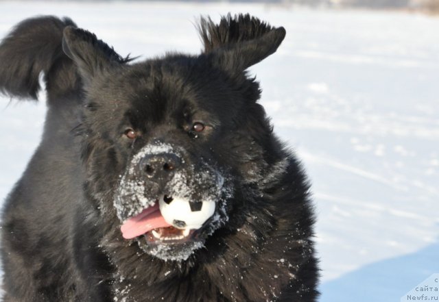 Фото: ньюфаундленд Бегущая по Волнам Зурбаган (Beguschaya po Volnam Zurbagan)