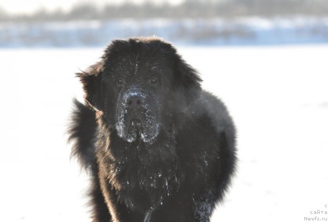 Фото: ньюфаундленд Бегущая по Волнам Зурбаган (Beguschaya po Volnam Zurbagan)