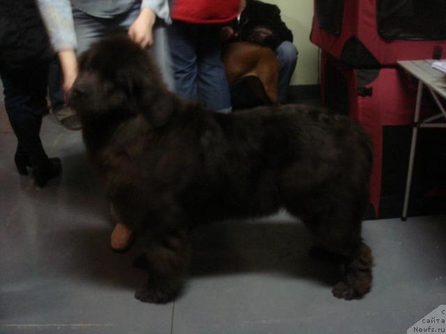 Фото: ньюфаундленд Севертан Светская Львица