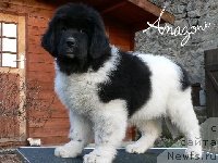 Фото: ньюфаундленд Amazone des Hauts de Malforet
