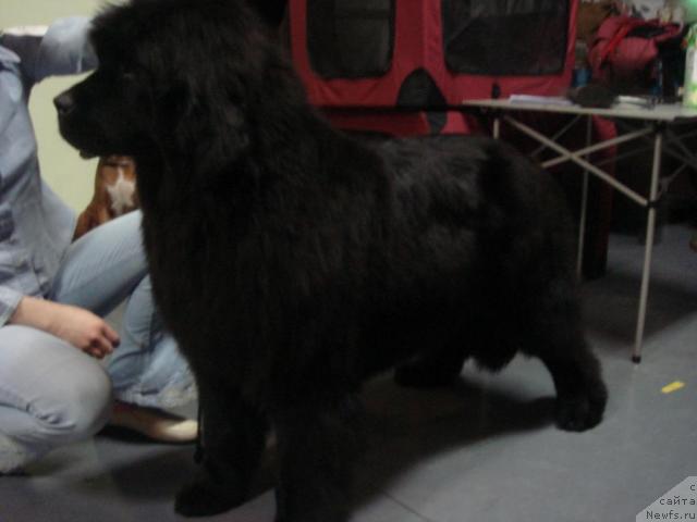 Фото: ньюфаундленд Севертан Сендри Эртем