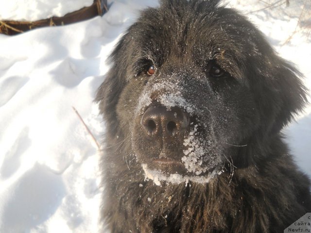 Фото: ньюфаундленд Фанньюф Альфелина Бледанс