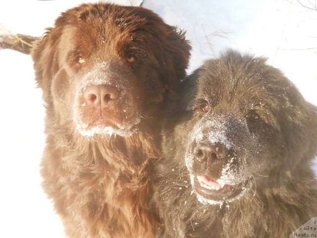 Фото: ньюфаундленд Фанньюф Альфелина Бледанс