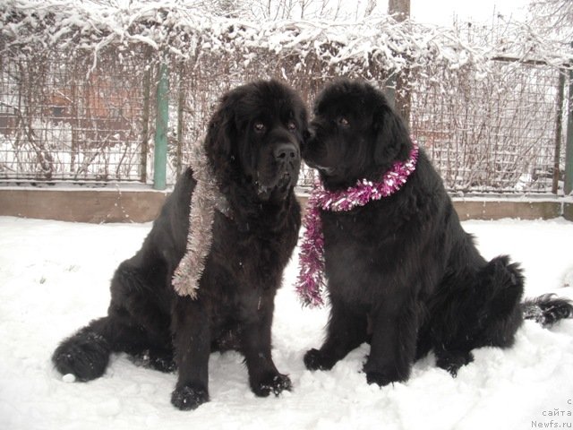 Фото: ньюфаундленд Гай Нью Спейс Престиж (Gay New Space Prestizh), ньюфаундленд Дар Свезы Апельсинка-Мандаринка