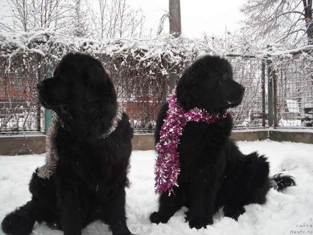 Фото: ньюфаундленд Гай Нью Спейс Престиж (Gay New Space Prestizh), ньюфаундленд Дар Свезы Апельсинка-Мандаринка