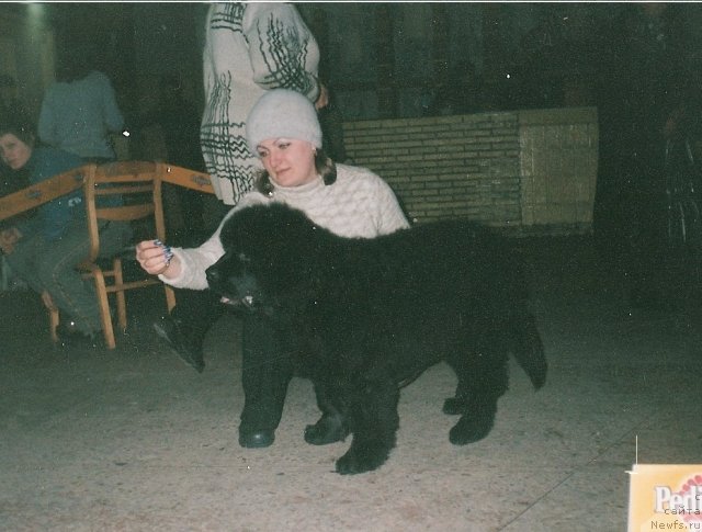 Фото: ньюфаундленд Царевич Империи Ньюф от Марлеон Дусвик, Татьяна Шайдук