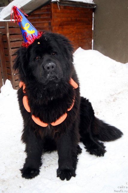 Фото: ньюфаундленд Улувату Деви Дан