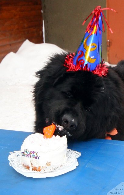 Фото: ньюфаундленд Улувату Деви Дан