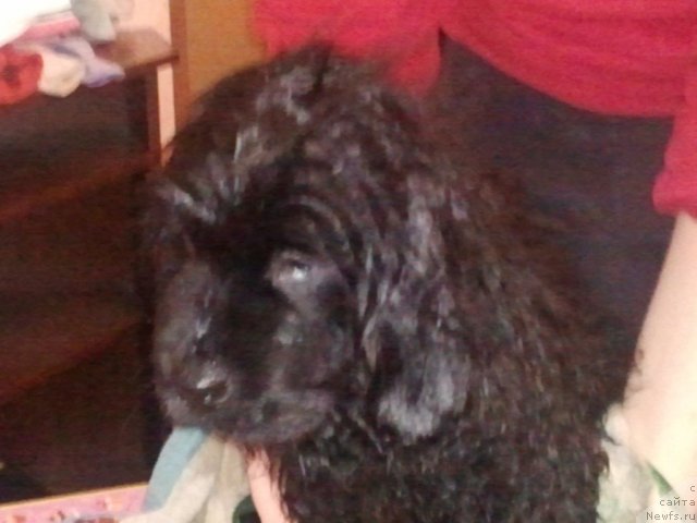 Фото: ньюфаундленд Сент Джонс Юна