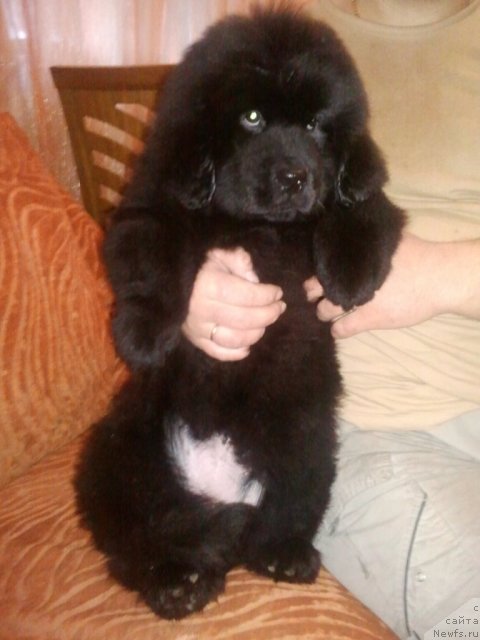 Фото: ньюфаундленд Сент Джонс Юна