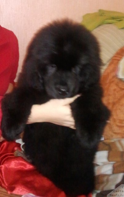 Фото: ньюфаундленд Сент Джонс Юна