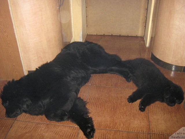 Фото: ньюфаундленд Сент Джонс Юна, ньюфаундленд Сент Джонс Челенжер