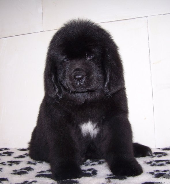 Фото: Акватория Келвин Тим Спирит