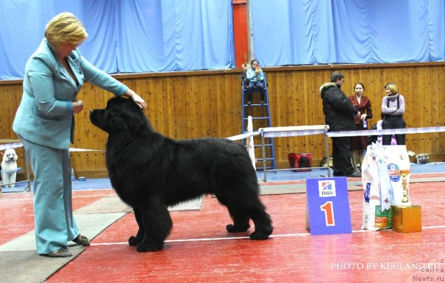 Фото: ньюфаундленд Акватория Келвин Премиум фром Никас